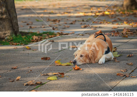 Golden retriever dog wearing harness lies on sidewalk among fallen leaves in park. Dog rests beside tree trunks and pavement, autumn seasonal walk, outdoor activity Golden retriever dog wearing harness lies on sidewalk among fallen leaves in park. Dog rests beside tree trunks and pavement, autumn seasonal walk, outdoor activity 141616115
