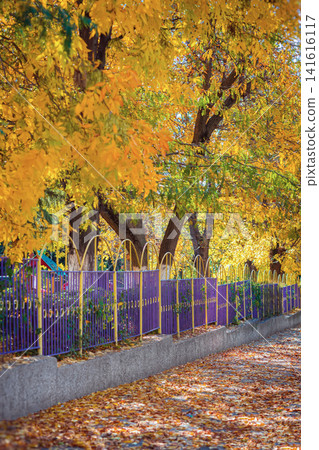 Autumn trees with yellow foliage line sidewalk beside purple metal fence and playground. Autumn city scene, leaf fall, fallen leaves, pavement, fall season Autumn trees with yellow foliage line sidewalk beside purple metal fence and playground. Autumn city scene, leaf fall, fallen leaves, pavement, fall season 141616117