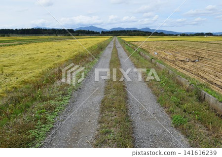 Farm road and rural scenery Shonai, Yamagata Prefecture Farm road and rural scenery Shonai, Yamagata Prefecture 141616239