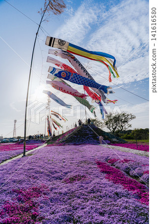 Moss phlox and carp streamers at Higashino Fureai Center Moss phlox and carp streamers at Higashino Fureai Center 141616580