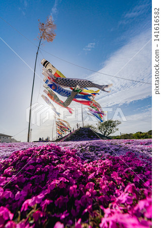 Moss phlox and carp streamers at Higashino Fureai Center Moss phlox and carp streamers at Higashino Fureai Center 141616582