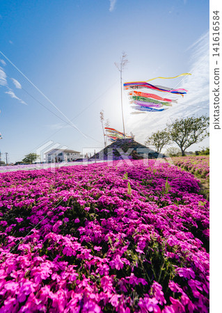 Moss phlox and carp streamers at Higashino Fureai Center Moss phlox and carp streamers at Higashino Fureai Center 141616584