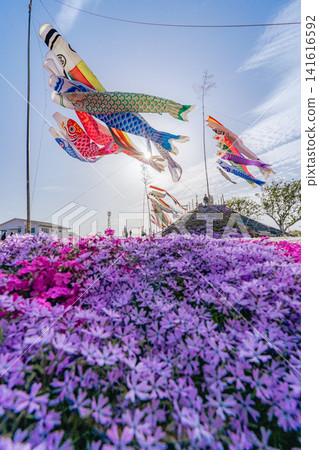 東野福來會中心的苔蘚福祿考和鯉魚彩帶 東野福來會中心的苔蘚福祿考和鯉魚彩帶 141616592