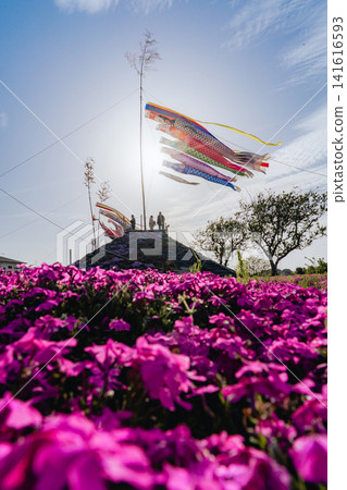 Moss phlox and carp streamers at Higashino Fureai Center Moss phlox and carp streamers at Higashino Fureai Center 141616593