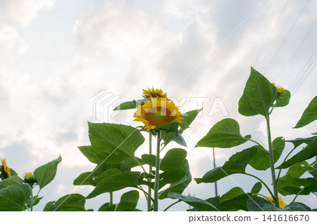 Cloudy sky and yellow sunflowers Cloudy sky and yellow sunflowers 141616670