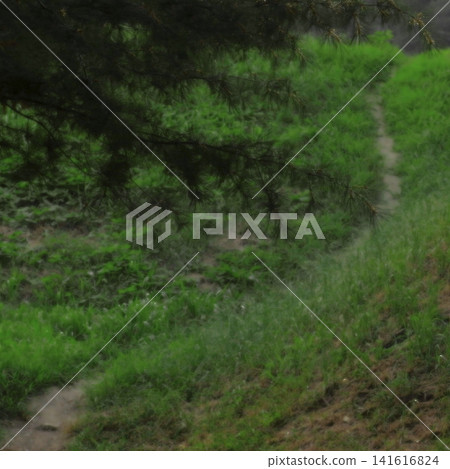 Narrow Woodland Path Beneath Pine Branches in Summer Narrow Woodland Path Beneath Pine Branches in Summer 141616824
