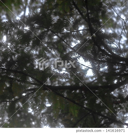 Soft Backlit Tree Canopy with Delicate Forest Foliage Soft Backlit Tree Canopy with Delicate Forest Foliage 141616971