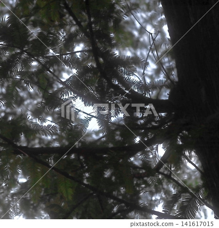Backlit Forest Branches and Tree Trunk in Soft Natural Light Backlit Forest Branches and Tree Trunk in Soft Natural Light 141617015