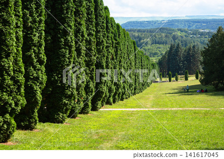 Long row of tall green coniferous trees in a large park. Summer landscape with a grassy field, distant hills, and natural hedge. Outdoor scenery with thuja Long row of tall green coniferous trees in a large park. Summer landscape with a grassy field, distant hills, and natural hedge. Outdoor scenery with thuja 141617045