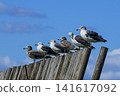 A flock of black-tailed gulls lined up along the windbreak fence on the coast. 141617092