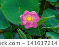 池塘里，一朵粉紅色的奧加蓮花美麗綻放，周圍環繞著茂盛的綠葉。 141617214