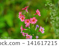 鮮豔盛開的粉紅色報春花，映襯著綠色的散景背景。 141617215