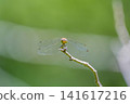 一張蜻蜓（Pantala flavescens）棲息在樹枝頂端的特寫微距照片，背景則是新鮮的綠色樹葉。 141617216