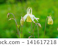 嬌嫩的黃色耬斗菜花朵，搭配自然的散景背景，微距攝影。 141617218