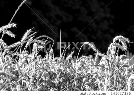 grass flower in the morning 141617326