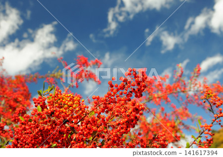 Bright red rowan trees and a blue sky Bright red rowan trees and a blue sky 141617394