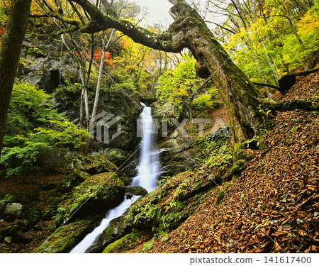 The beautiful Fudo Falls in Okuchichibu in autumn The beautiful Fudo Falls in Okuchichibu in autumn 141617400