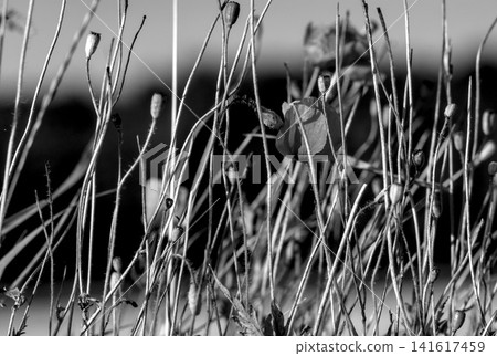 grass with dew grass with dew 141617459