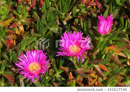 Flowers petals pink purple bush nature natural detail macro photography close up vision Flowers petals pink purple bush nature natural detail macro photography close up vision 141617549