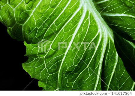 Close-up shot highlighting the intricate vein pattern of a vibrant green lettuce leaf against a black backdrop 141617564