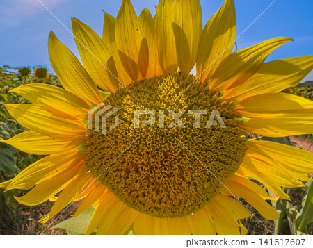 Vibrant sunflower macro blooming under a clear blue sky Vibrant sunflower macro blooming under a clear blue sky 141617607