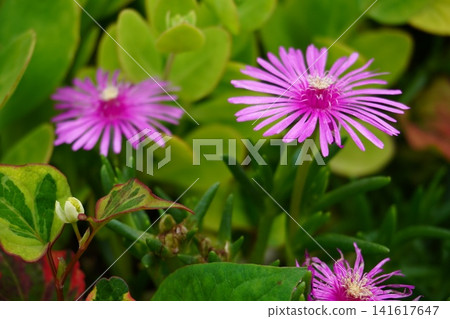 冰草鮮豔的粉紅色花朵。 冰草鮮豔的粉紅色花朵。 141617647