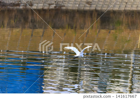 A late autumn scene at a reservoir: egrets flying over the water's surface. 141617667