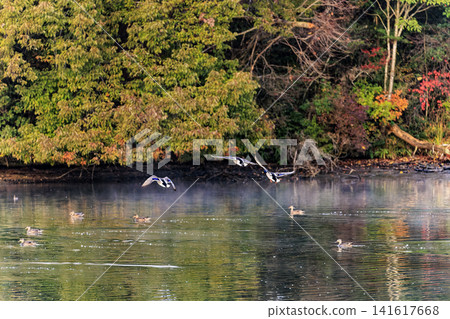 A late autumn scene at a reservoir: Ducks gathered on the water's surface. A late autumn scene at a reservoir: Ducks gathered on the water's surface. 141617668