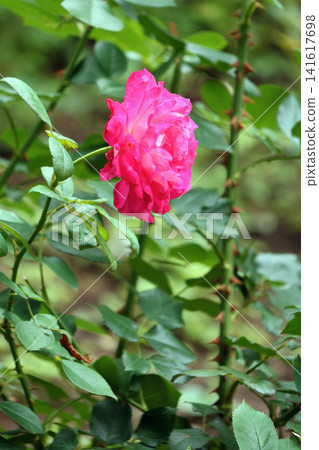 Olympic flame (rose) Olympic flame (rose) 141617698