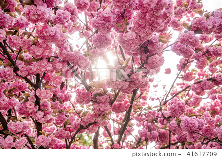 Blooming sakura branches illuminated by warm sunlight. Delicate pink blossoms glow in soft rays Blooming sakura branches illuminated by warm sunlight. Delicate pink blossoms glow in soft rays 141617709
