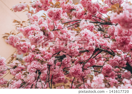 Blooming sakura branches illuminated by warm sunlight. Delicate pink blossoms glow in soft rays Blooming sakura branches illuminated by warm sunlight. Delicate pink blossoms glow in soft rays 141617720
