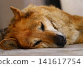 old dog sleeping on the floor 141617754