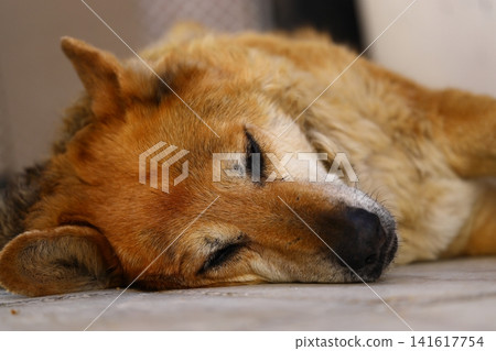 old dog sleeping on the floor old dog sleeping on the floor 141617754