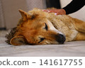 Close-up of woman with nail polish loving old dog sleeping on floor. 141617755