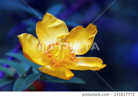 Quincebai Quincebai 141617772