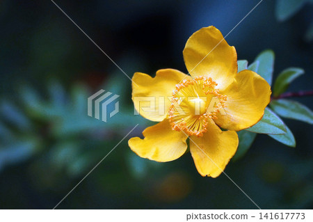 Quincebai 141617773