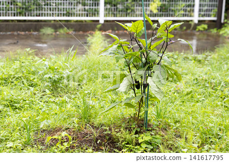 Eggplants growing in a home garden overgrown with weeds Eggplants growing in a home garden overgrown with weeds 141617795