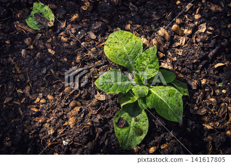 Young green seedling emerging from rich dark soil with water droplets 141617805