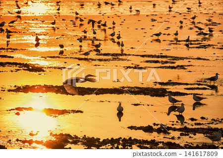 Graceful egret takes flight over a tranquil wetland at golden hour Graceful egret takes flight over a tranquil wetland at golden hour 141617809