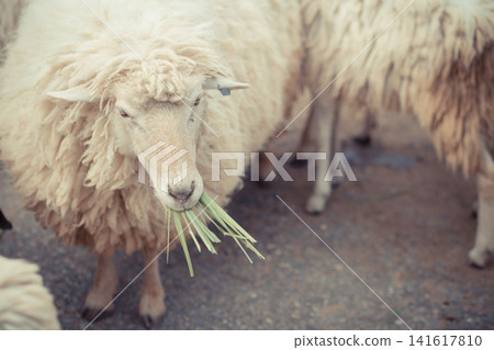 Close-up of a fluffy sheep eating fresh green grass in a field Close-up of a fluffy sheep eating fresh green grass in a field 141617810