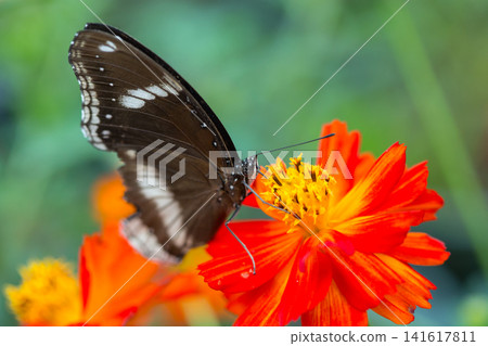 Dark butterfly with white markings feeding on a vibrant orange cosmos flower 141617811