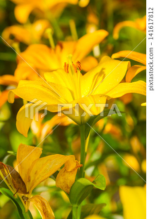 Vibrant yellow lilies bloom in a sunlit garden with dew drops Vibrant yellow lilies bloom in a sunlit garden with dew drops 141617812