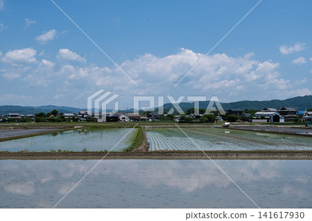 岡山縣總社市的稻田：天空與搖曳的雲朵。 141617930