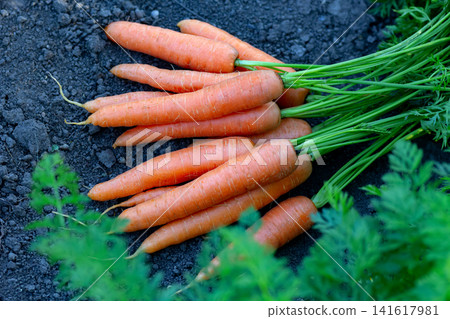 Fresh big orange carrots are among foliage of the garden row. Fresh big orange carrots are among foliage of the garden row. 141617981