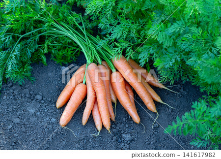Fresh big orange carrots are among foliage of the garden row. 141617982