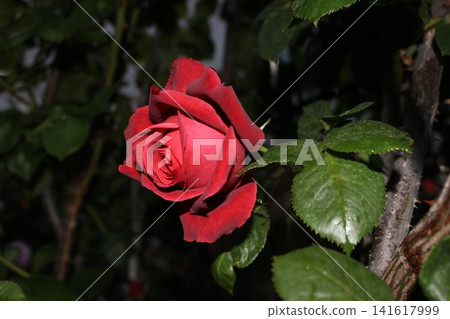 Red rose vividly Red rose vividly 141617999