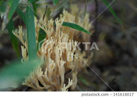 Kihokakutake Kihokakutake 141618017