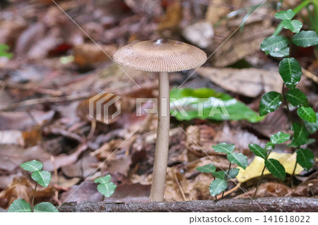 鵝Vaginata 141618022