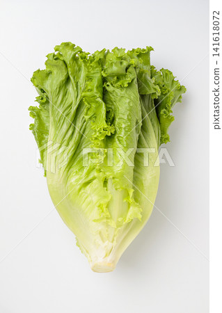 A top-down view of green leaf lettuce against a white background. A top-down view of green leaf lettuce against a white background. 141618072
