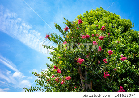 Crape myrtle blossoms shining against the summer sky a-1 Crape myrtle blossoms shining against the summer sky a-1 141618074